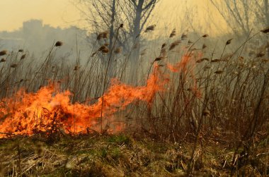 Ateş çimenleri yakar