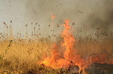 Ateş çimenleri yakar