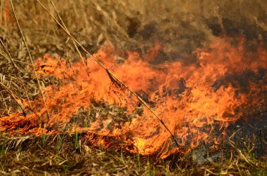 Bataklık dere kıyı bölgesi, Liana aşırı büyüme yangından güçlü duman. Kuru sazlık bahar yangınları tehlikeli nehir tarafından köy evler yaklaşım sazlık, Kuru Çim Temizleme alanları. Doğal felaket