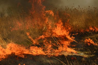 Bataklık dere kıyı bölgesi, Liana aşırı büyüme yangından güçlü duman. Kuru sazlık bahar yangınları tehlikeli nehir tarafından köy evler yaklaşım sazlık, Kuru Çim Temizleme alanları. Doğal felaket