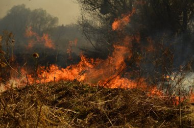 Bataklık dere kıyı bölgesi, Liana aşırı büyüme yangından güçlü duman. Kuru sazlık bahar yangınları tehlikeli nehir tarafından köy evler yaklaşım sazlık, Kuru Çim Temizleme alanları. Doğal felaket