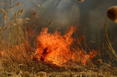 Ateş çimenleri yakar