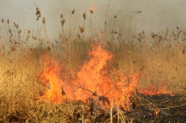 Bataklık dere kıyı bölgesi, Liana aşırı büyüme yangından güçlü duman. Kuru sazlık bahar yangınları tehlikeli nehir tarafından köy evler yaklaşım sazlık, Kuru Çim Temizleme alanları. Doğal felaket