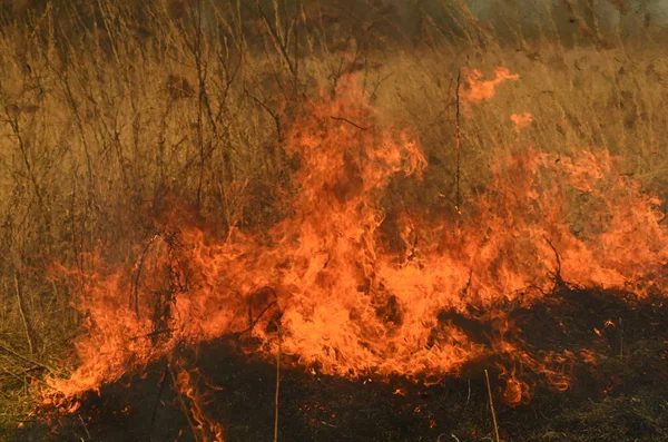 Brand bränna gräs — Stockfoto