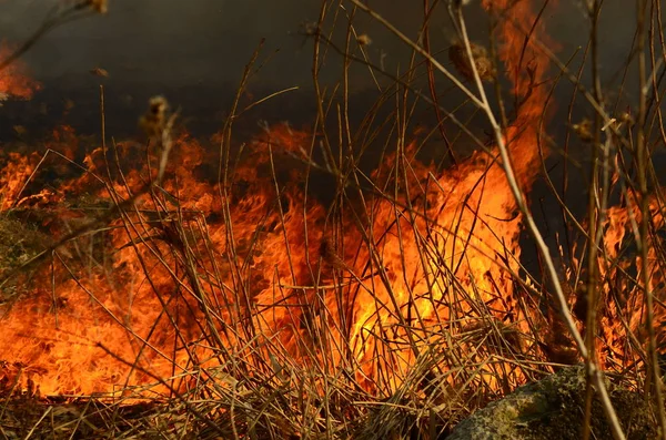 Ateş çimenleri yakar