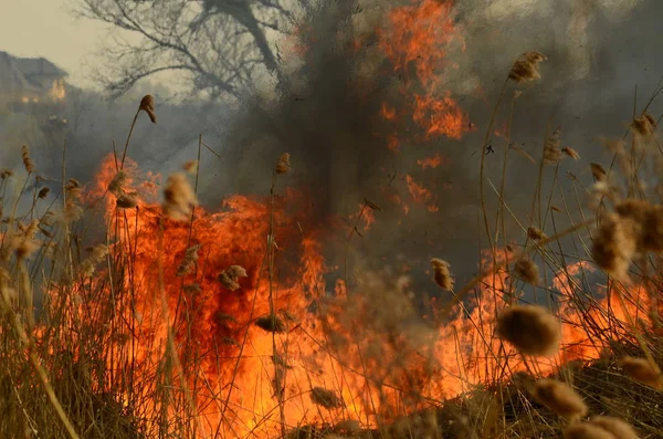 Ateş çimenleri yakar