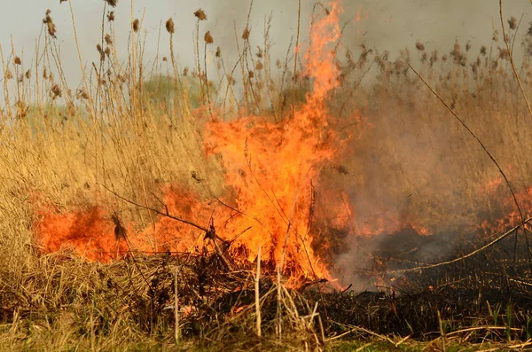 Ateş çimenleri yakar