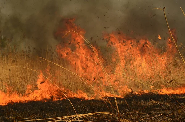 Bataklık dere kıyı bölgesi, Liana aşırı büyüme yangından güçlü duman. Kuru sazlık bahar yangınları tehlikeli nehir tarafından köy evler yaklaşım sazlık, Kuru Çim Temizleme alanları. Doğal felaket — Stok fotoğraf