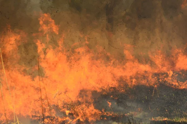 Ateş çimenleri yakar