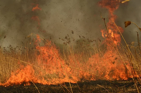 Bataklık dere kıyı bölgesi, Liana aşırı büyüme yangından güçlü duman. Kuru sazlık bahar yangınları tehlikeli nehir tarafından köy evler yaklaşım sazlık, Kuru Çim Temizleme alanları. Doğal felaket