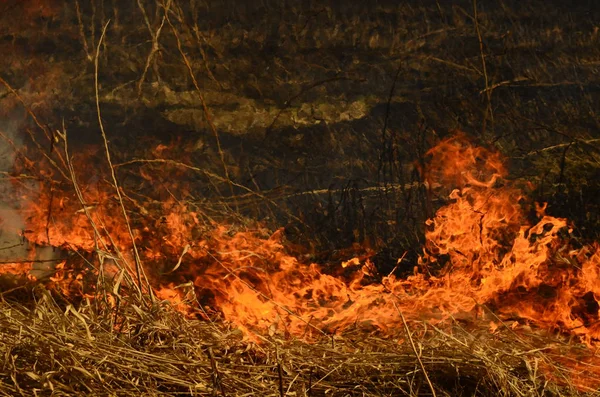 Zona costiera di torrente di palude, fumo forte da fuoco di crescita eccessiva di liana. Gli incendi di primavera di canne secche pericolosamente si avvicinano case di villaggio da fiume Campi di pulizia di canne, erba secca. Disastri naturali — Foto Stock