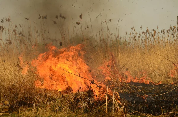 Bataklık dere kıyı bölgesi, Liana aşırı büyüme yangından güçlü duman. Kuru sazlık bahar yangınları tehlikeli nehir tarafından köy evler yaklaşım sazlık, Kuru Çim Temizleme alanları. Doğal felaket