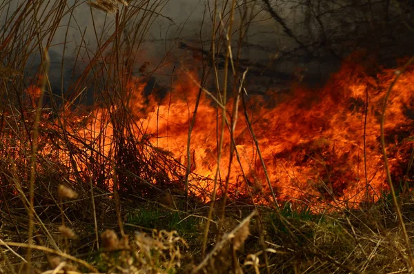 Feuer verbrennt Gras — Stockfoto