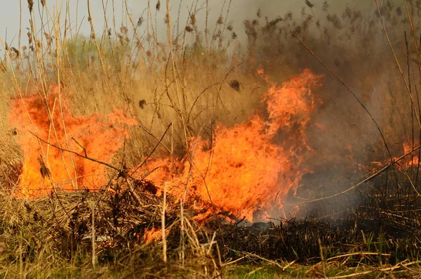 Bataklık dere kıyı bölgesi, Liana aşırı büyüme yangından güçlü duman. Kuru sazlık bahar yangınları tehlikeli nehir tarafından köy evler yaklaşım sazlık, Kuru Çim Temizleme alanları. Doğal felaket