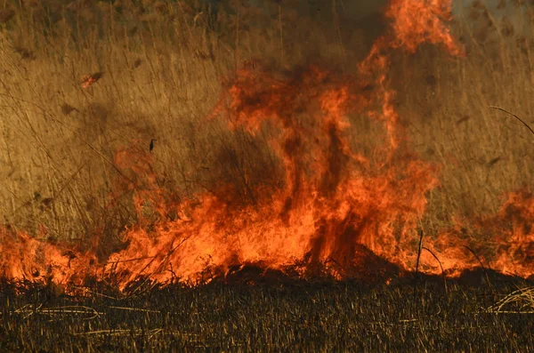 Oheň spálit trávu — Stock fotografie