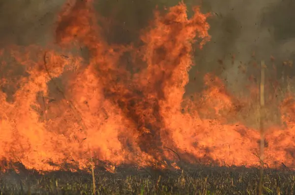 Fuoco brucia erba — Foto Stock