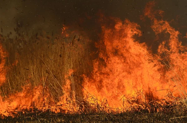 Kustnära zon Marsh Creek, stark rök från elden av Liana överväxt. Spring avfyrar av torrt vass närma sig farligt hus av byn vid flod lokalvård sätter by av vass, torrt gräs. Naturkatastrof — Stockfoto