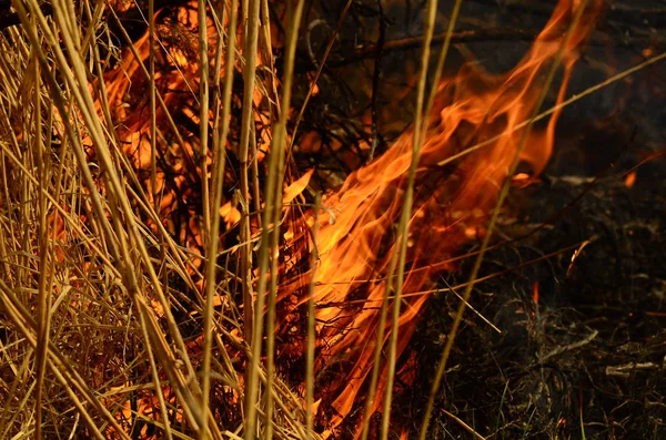 Zona costeira de riacho de pântano, fumaça forte de fogo de crescimento excessivo de liana. Os fogos de primavera de juncos secos perigosamente aproximam casas da aldeia pelo rio Campos de limpeza de juncos, grama seca. Desastre natural — Fotografia de Stock