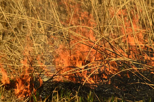 Zona costera de arroyo pantano, fuerte humo del fuego de liana sobre crecimiento. Los fuegos primaverales de las cañas secas se acercan peligrosamente a las casas del pueblo por el río Los campos de limpieza de las cañas, la hierba seca. Desastre natural —  Fotos de Stock