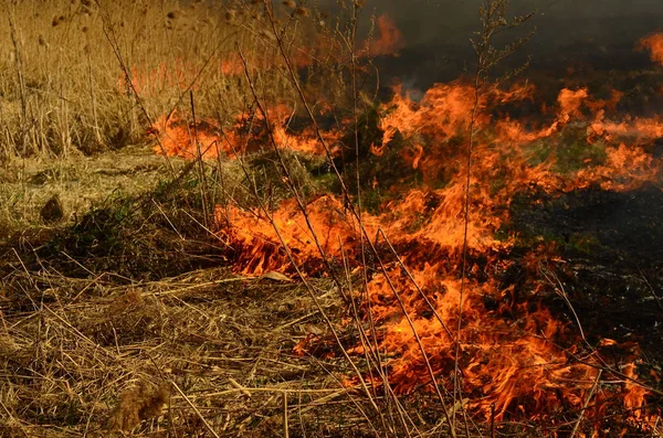 Fuoco brucia erba — Foto Stock