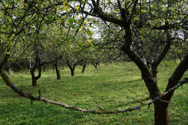 Vintage zdjęcie starych jabłoni kwitnący ogród. — Zdjęcie stockowe