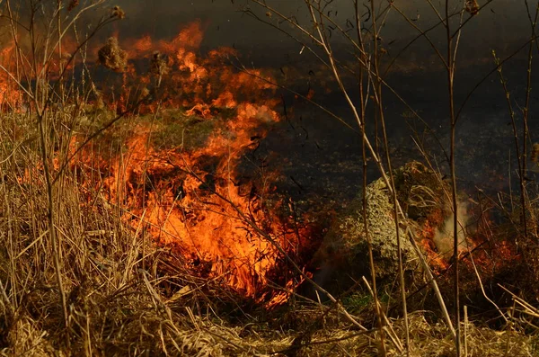 Fuoco brucia erba — Foto Stock