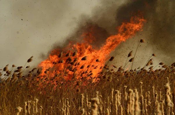 Zona costeira de riacho de pântano, fumaça forte de fogo de crescimento excessivo de liana. Os fogos de primavera de juncos secos perigosamente aproximam casas da aldeia pelo rio Campos de limpeza de juncos, grama seca. Desastre natural — Fotografia de Stock