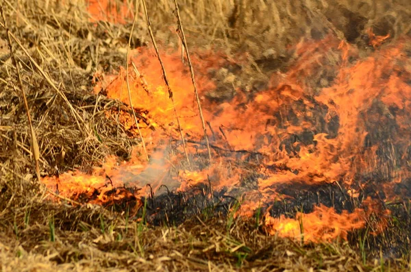 Fuoco brucia erba — Foto Stock