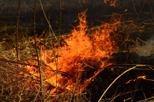 Fuoco brucia erba — Foto Stock