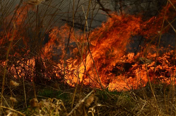 Bataklık dere kıyı bölgesi, Liana aşırı büyüme yangından güçlü duman. Kuru sazlık bahar yangınları tehlikeli nehir tarafından köy evler yaklaşım sazlık, Kuru Çim Temizleme alanları. Doğal felaket — Stok fotoğraf