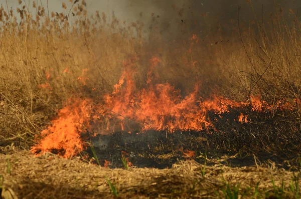 Zona costeira de riacho de pântano, fumaça forte de fogo de crescimento excessivo de liana. Os fogos de primavera de juncos secos perigosamente aproximam casas da aldeia pelo rio Campos de limpeza de juncos, grama seca. Desastre natural — Fotografia de Stock