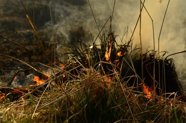 湿地小川の沿岸域、リアナ過剰成長の火災からの強い煙。乾いたリードの春の火災は、リードの川の清掃フィールド、乾燥した草によって村の家に危険に近づきます。自然災害 — ストック写真