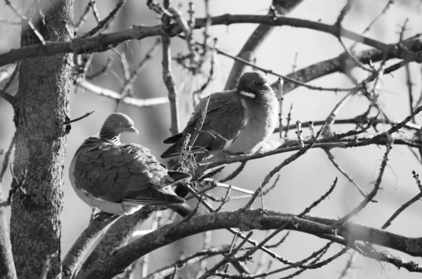 Foto Bianco Nero Degli Uccelli — Foto Stock