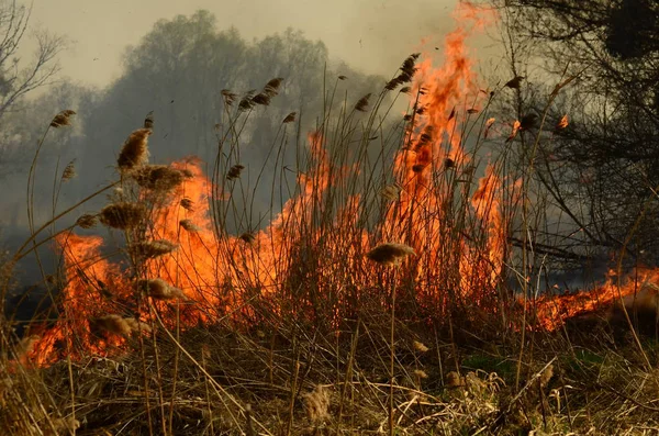 Brand bränna gräs — Stockfoto