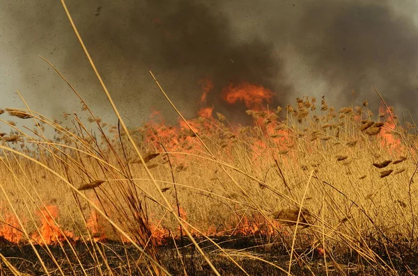 Feuer verbrennt Gras — Stockfoto