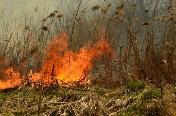 Brand bränna gräs — Stockfoto