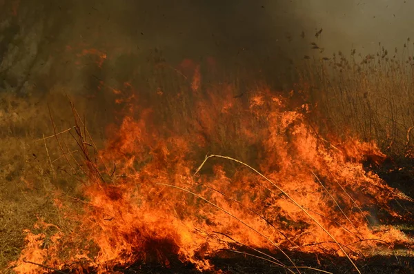 Kustnära zon Marsh Creek, stark rök från elden av Liana överväxt. Spring avfyrar av torrt vass närma sig farligt hus av byn vid flod lokalvård sätter by av vass, torrt gräs. Naturkatastrof — Stockfoto