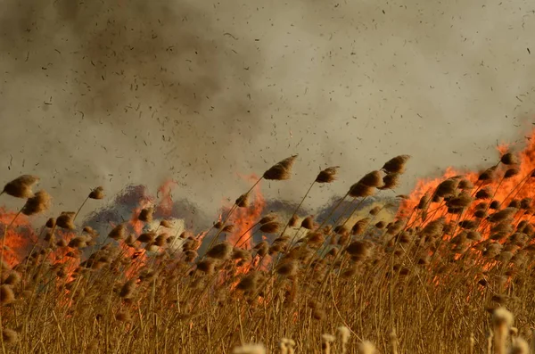 Zona costeira de riacho de pântano, fumaça forte de fogo de crescimento excessivo de liana. Os fogos de primavera de juncos secos perigosamente aproximam casas da aldeia pelo rio Campos de limpeza de juncos, grama seca. Desastre natural — Fotografia de Stock