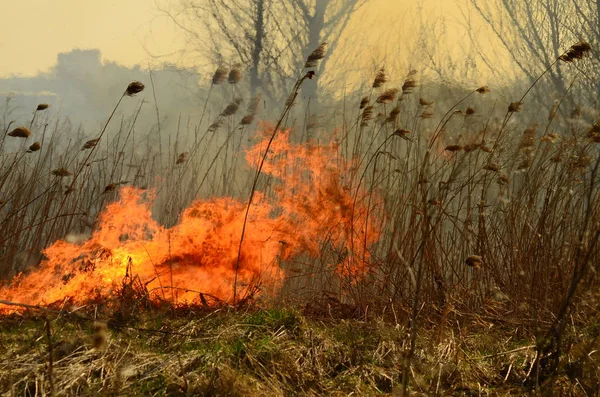 Brand bränna gräs — Stockfoto