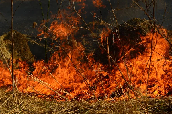 Fuoco brucia erba — Foto Stock