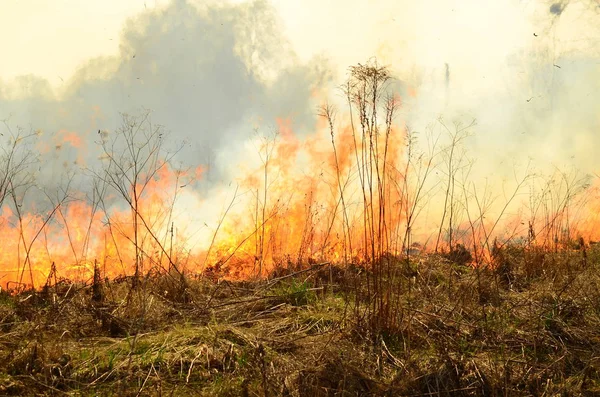 Brand bränna gräs — Stockfoto