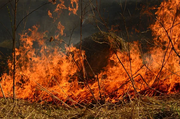 Zona costiera di torrente di palude, fumo forte da fuoco di crescita eccessiva di liana. Gli incendi di primavera di canne secche pericolosamente si avvicinano case di villaggio da fiume Campi di pulizia di canne, erba secca. Disastri naturali — Foto Stock