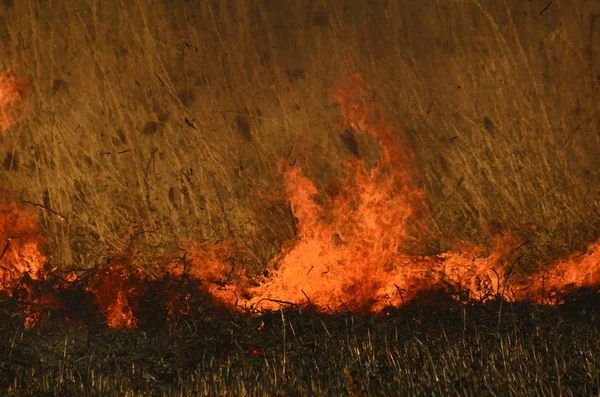 Fuoco brucia erba — Foto Stock