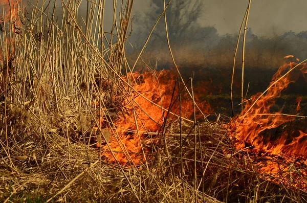 Ateş çimenleri yakar