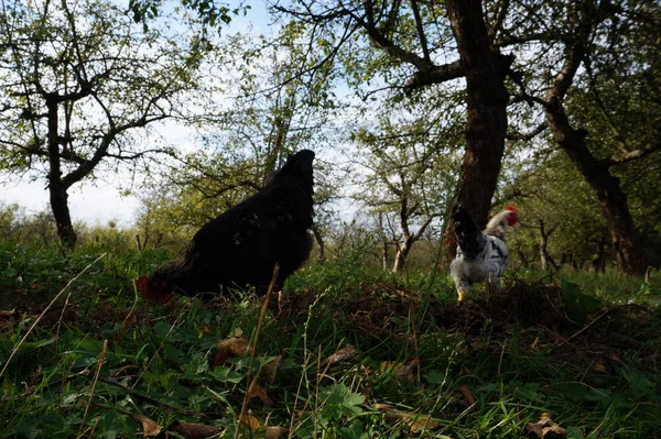 Kyckling i naturen — Stockfoto
