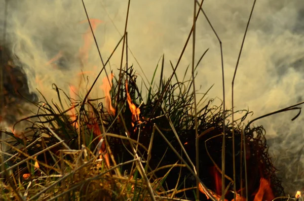 Kustnära zon Marsh Creek, stark rök från elden av Liana överväxt. Spring avfyrar av torrt vass närma sig farligt hus av byn vid flod lokalvård sätter by av vass, torrt gräs. Naturkatastrof — Stockfoto