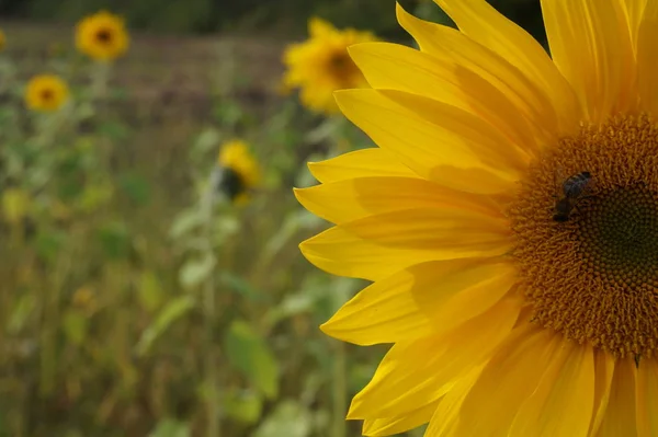 Sunflower natural background, Sunflower blooming, Sunflower oil improves skin health and promote cell regeneration