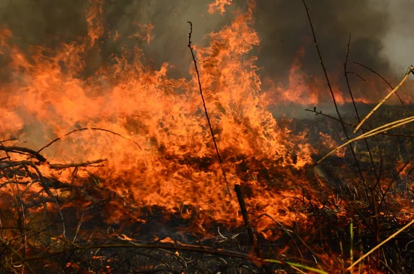 Fuoco brucia erba — Foto Stock