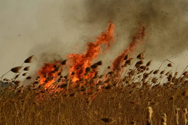 Zona costeira de riacho de pântano, fumaça forte de fogo de crescimento excessivo de liana. Os fogos de primavera de juncos secos perigosamente aproximam casas da aldeia pelo rio Campos de limpeza de juncos, grama seca. Desastre natural — Fotografia de Stock