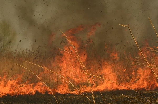 Kustnära zon Marsh Creek, stark rök från elden av Liana överväxt. Spring avfyrar av torrt vass närma sig farligt hus av byn vid flod lokalvård sätter by av vass, torrt gräs. Naturkatastrof — Stockfoto